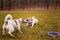 Two dogs of breed Jack Russell Terrier are played by pulling a puller on the lawn