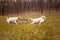 Two dogs of breed Jack Russell Terrier are played by pulling a puller on the lawn