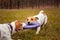 Two dogs of breed Jack Russell Terrier are played by pulling a puller on the lawn