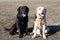 Two dogs of breed Labrador sitting on the lawn