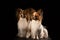 Two dogs of breed papillon on a black background