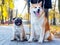 Two dogs of breed pug and akita in the autumn park while walking near his mistress