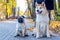 Two dogs of breed pug and akita in the autumn park while walking near his mistress