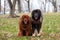 Two dogs breed Tibetan Mastiff