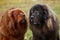 Two dogs breed Tibetan Mastiff