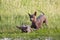 Two dogs of the breed xolo xoloitzcuintle, mexican hairless mother and cub, play