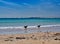 Two dogs on  Broome Beach, Western Australia