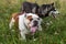 Two dogs Bulldog and Husky walk in field grass