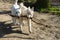 Two dogs carrying one big stick, best friends, teamwork