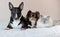 Two dogs and a cat posing together on a bed