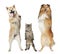 Two dogs and cat stand on hind legs