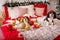 Two dogs of Cavalier King Charles Spaniel are lying on the sofa with New Year decorations for the Christmas tree. Dog