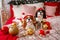 Two dogs of Cavalier King Charles Spaniel are lying on the sofa with New Year decorations for the Christmas tree. Dog