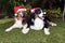 Two Dogs Celebrate Christmas Happy Couple garden Sunny Day