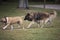 Two dogs chasing each other, Staffordshire bull terrier and Belgian Shepherd Tervuren