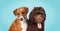 Two dogs on colored background while looking at camera.