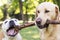 Two dogs competing over a stick