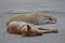 Two dogs crouch on the floor.