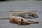 Two dogs crouch on the floor.