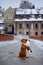 Two dogs cuddle on the bridge. They look at the old city of Lublin. Winter mood