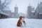 Two dogs cuddle on the bridge. They look at the old city of Tallinn.