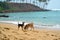 Two Dogs Digging a Hole On the Ocean Beach Shot