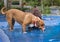 Two dogs drinking water from a in puddle.