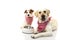 TWO DOGS EATING FOOD. LABRADOR AND JACK RUSSEELL LYING DOWN WITH A EMPTY BOWL. ISOLATED STUDIO SHOT AGAINST WHITE BACKGROUND