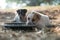 Two dogs are eating food and play with playful gestures