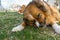 Two dogs enjoy a bone in the home garden