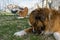 Two dogs enjoy a bone in the home garden