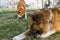 Two dogs enjoy a bone in the home garden