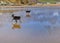 Two dogs enjoying running on a wet sandy beach on a warm summer