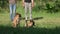 Two dogs are executing commands in front of their owners.