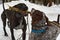 Two dogs fight for tree branch on winter walk