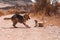 Two dogs fighting and playing