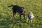 Two dogs, a French Bull Dog and a black labrador play with the same stick on grass outside. The little dog is wearing a coat and