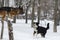 Two dogs frolic in the park in winter