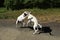 Two dogs frolic and play with each other on a walk