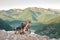 Two dogs gaze into the distance atop a mountain crest, a river winding