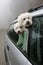 Two dogs going for a ride in the car