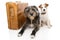 TWO DOGS GOING ON VACATIONS. JACK RUSSELL AND SHEEPDOG NEXT TO A VINTAGE SUITCASE. ISOLATED AGAINST WHITE BACKGROUND