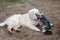 Two dogs - golden retriever and yorkshire terrier met on walk