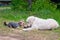 Two dogs - golden retriever and yorkshire terrier met on walk