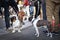 Two dogs greeting each other by sniffing.