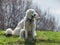 Two dogs guarding sheep