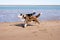 Two dogs happily playing on the sand at the edge of the lake