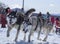 Two dogs in harness pulling a sleigh competitions