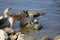 Two dogs have fun playing on rocks by the river bank