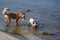 Two dogs have fun playing on rocks by the river bank